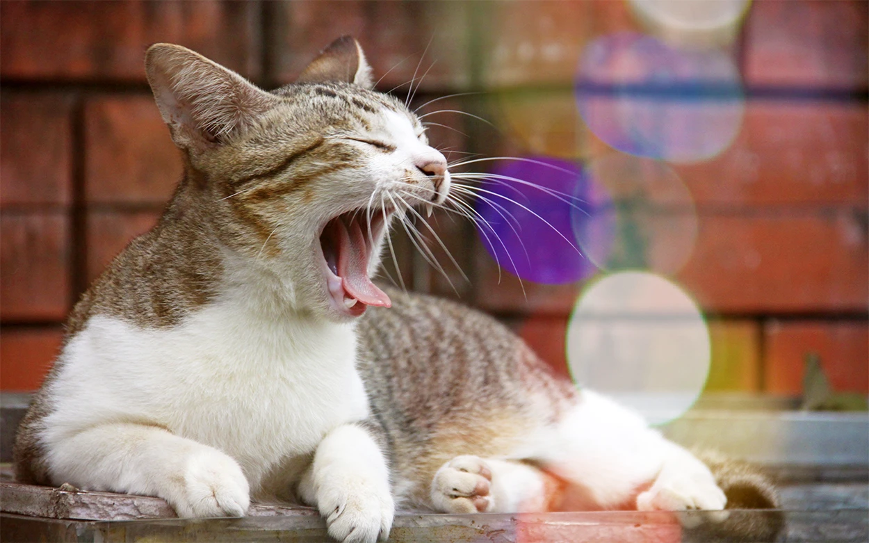 Все для кормления и лечения животных — на Озон