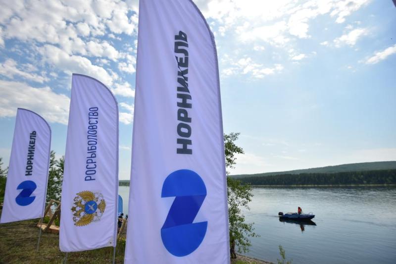 «Норникель» возмещает натурой: в рамках соглашения с Росрыболовством начато зарыбление Енисея молодью осетра