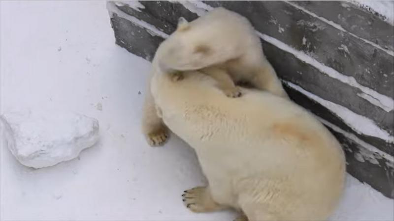 Белые медвежата устроили драку в Новосибирском зоопарке
