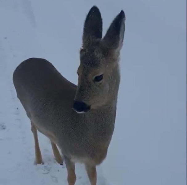«Застрелят тебя охотники»: малыш косули вышел на прогулку с жителем Новосибирской области