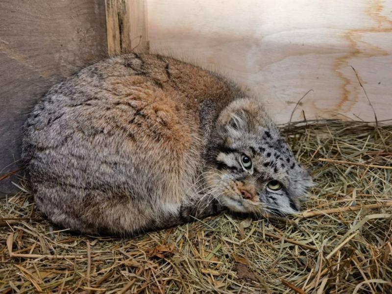 Стало известно, как поживают манулы из Новосибирска в зоопарке Барнаула