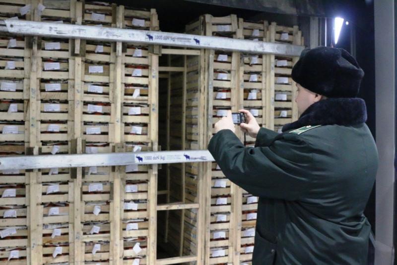 В три раза вырос товарооборот регионов Сибири с Египтом и Арменией