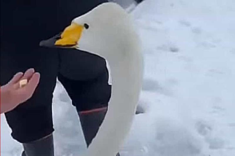 Лебедь-кликун заблудился и устроил переполох в Обском море Новосибирска