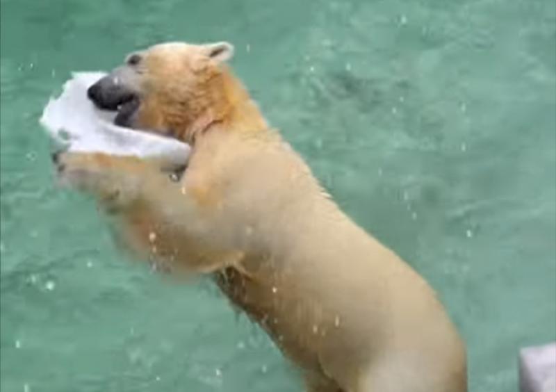 Бассейны в вольерах белых мишек начали заполнять водой