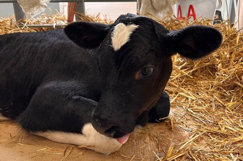 В России получили потомство от клонированной коровы