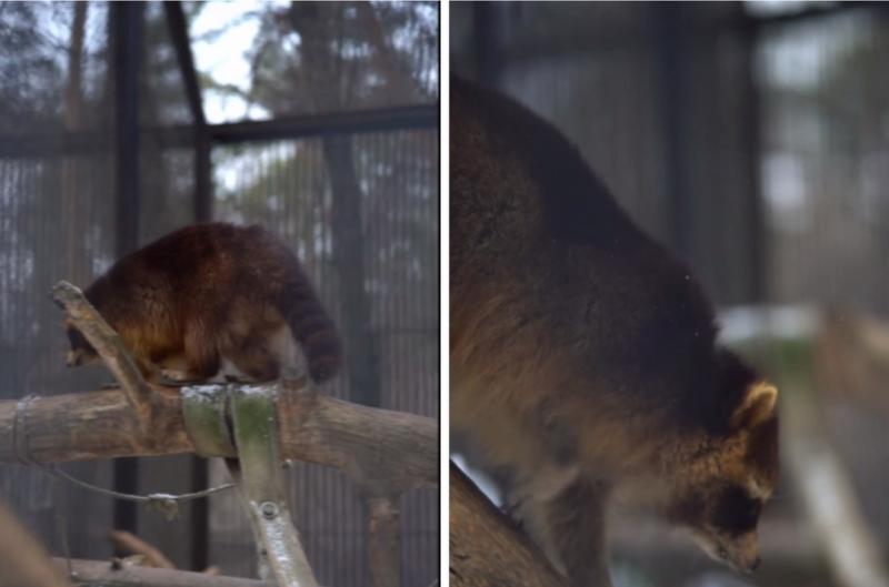 В Новосибирском зоопарке проснулись еноты