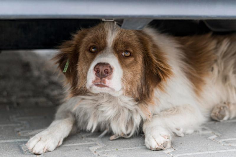В Новосибирской области могут легализовать эвтаназию бездомных животных