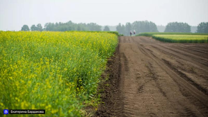 С начала года из Томской области в Китай экспортировали 3,5 тыс тонн рапсового масла
