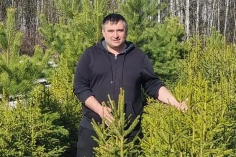 Саженцы кедра раздадут бесплатно 10 000 новосибирцам