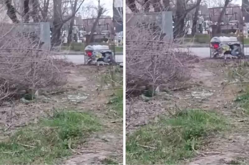 Крысы атаковали жителей Станиславского жилмассива в Новосибирске