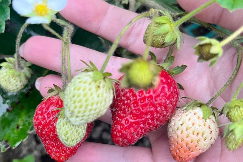 Новосибирский агроном раскрыла секрет, как получить щедрый урожай клубники