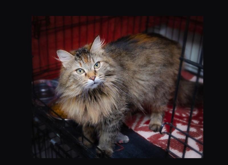 Пушистая красавица с доверчивым взглядом ищет дом