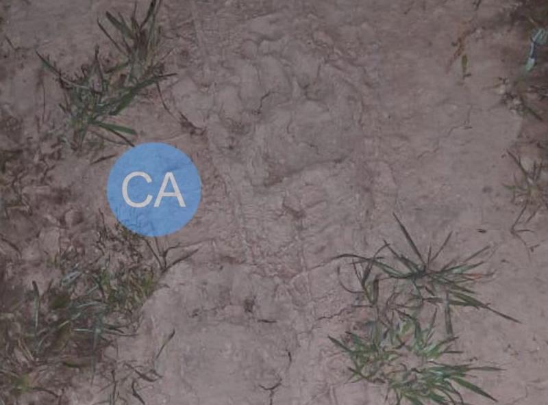 Следы медведя заметили в Новосибирской области