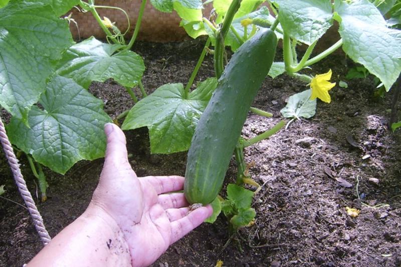 Успеть к Троице: в какие сроки высадить рассаду в грунт дачникам Новосибирска