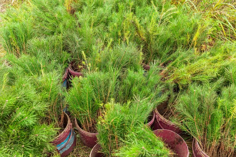 «Сибантрацит» восстанавливает сибирские леса