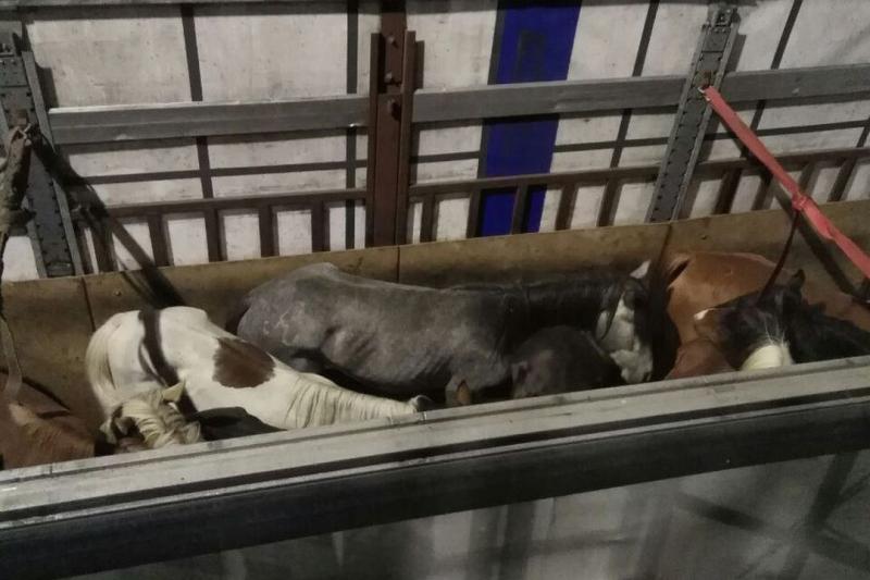 Табун лошадей не выпустили таможенники из Новосибирской области