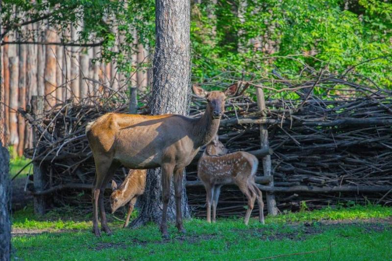 В Новосибирском зоопарке пополнение у маралов и лосей