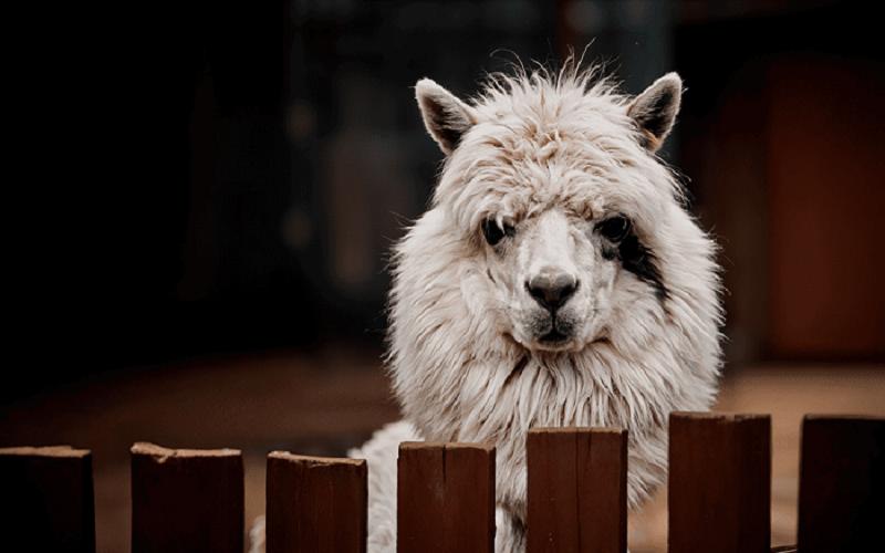 Сафари-парк «Изумрудный лес» от BN Group создает мерч вместе с детьми